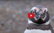 VIDEO: New Patagonian Cruise Ship Floated Out in Chile