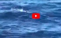 VIDEO: Carnival Fascination Passenger Jumps Overboard