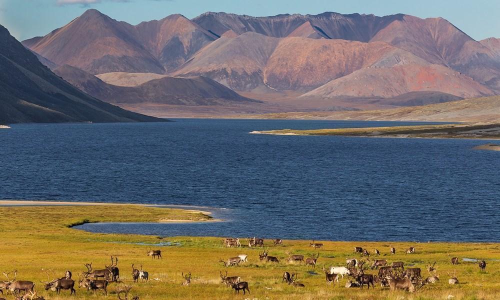 Chukotka Peninsula (Russia)