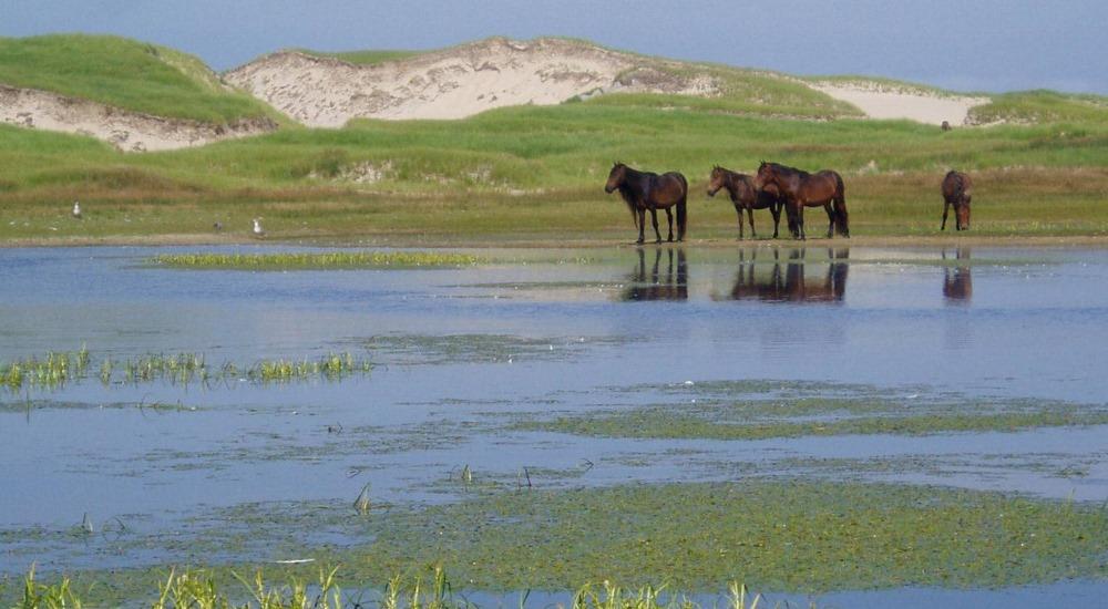 Sable Island (NS Canada) horses