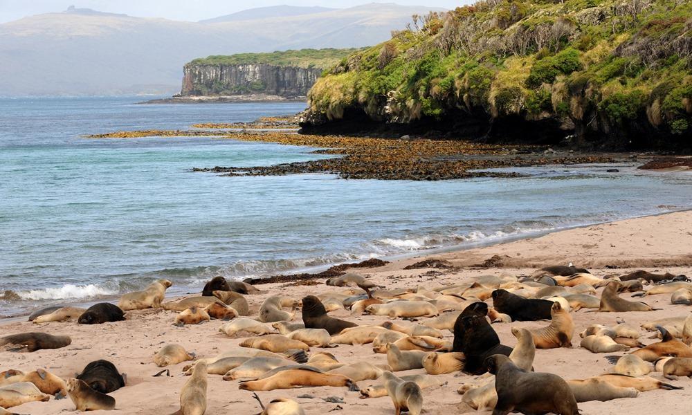 Enderby Island NZ port photo