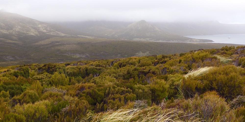 Campbell Island (New Zealand)