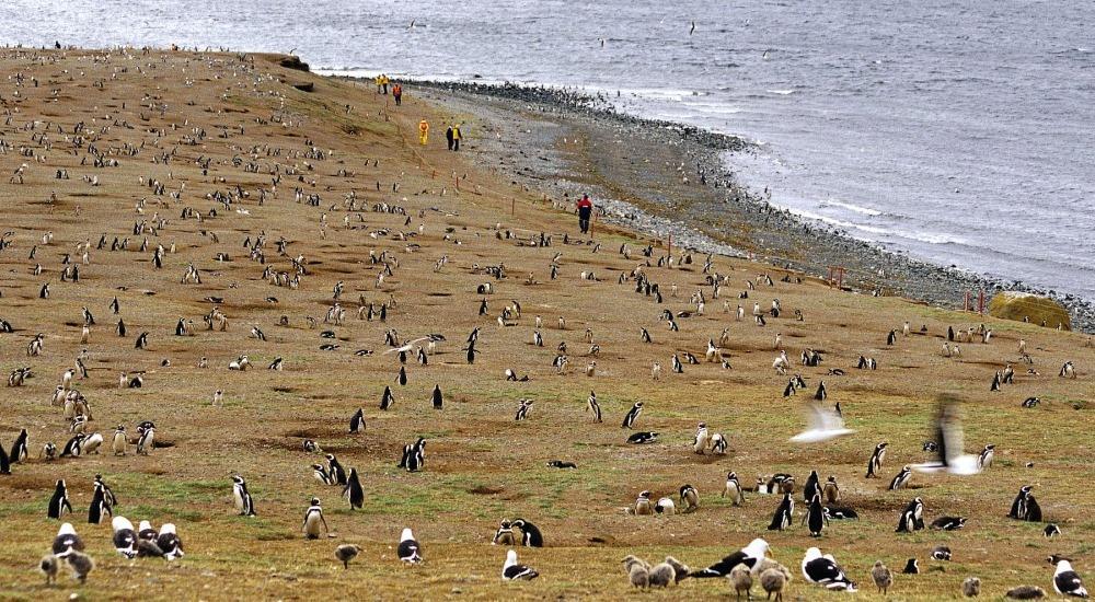 Isla Magdalena Chile port photo Isla Magdalena Chile port photo