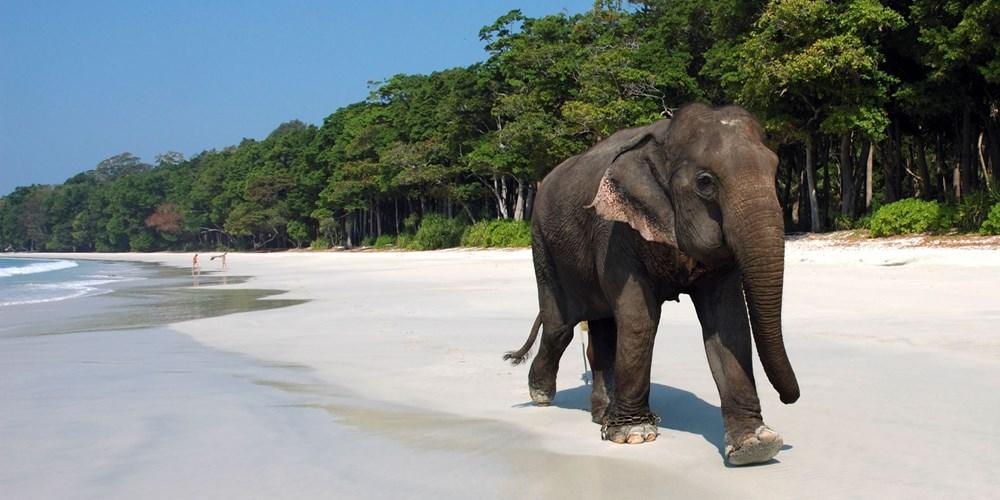Havelock Island (India, Andaman Islands)