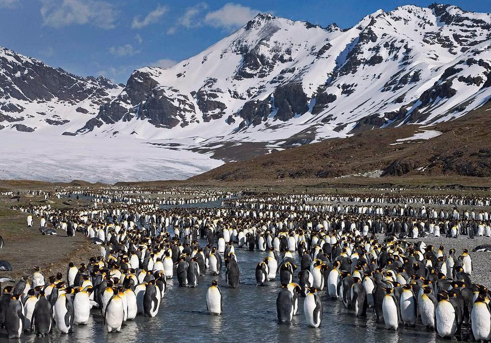 South Georgia Island (Antarctica)) penguins