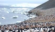 IAATO Reports Antarctic Cruise Tourist Numbers
